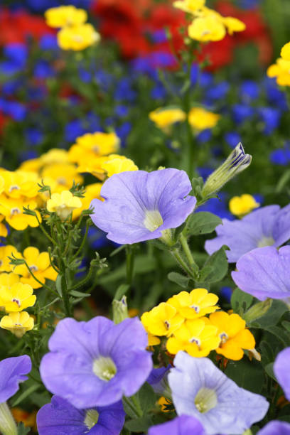 colorido summerflowers - nemesia fruticans - fotografias e filmes do acervo