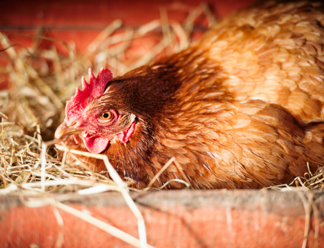 A free range, organically raised hen on hay in a wooden nesting box as she concentrates on laying an egg.