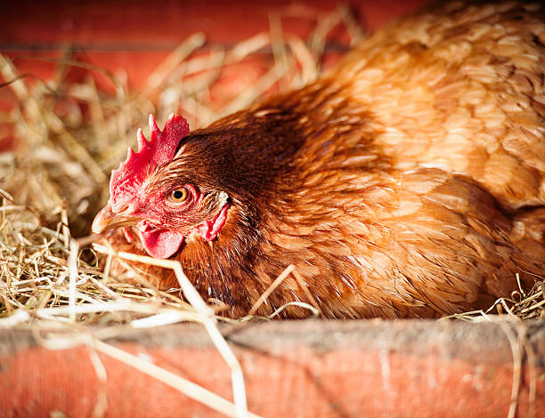 Broody Hen Laying an Egg A free range, organically raised hen on hay in a wooden nesting box as she concentrates on laying an egg. soft nest stock pictures, royalty-free photos & images