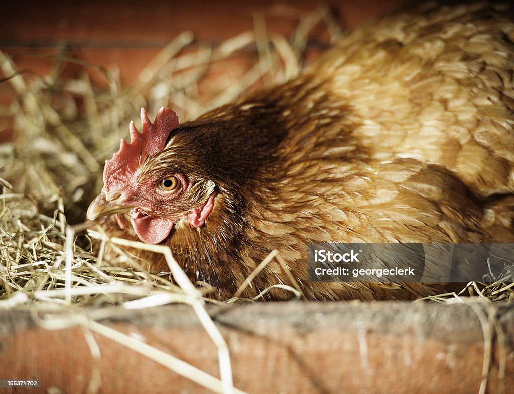 Откладывание Broody курица и Яйцо - Стоковые фото Курица роялти-фри