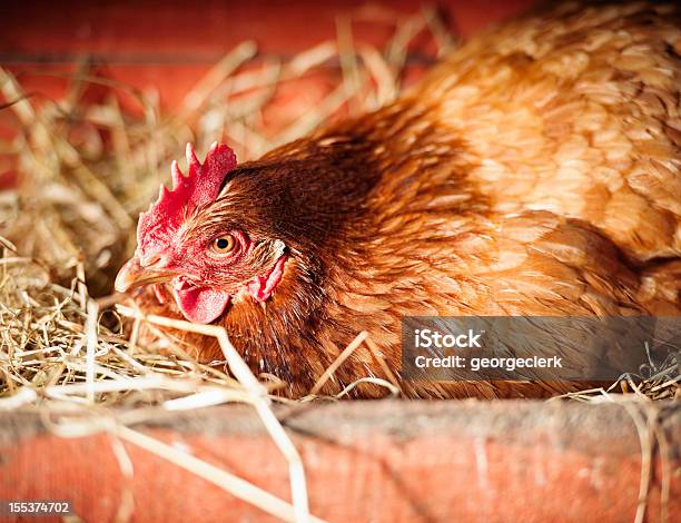Откладывание Broody Курица И Яйцо — стоковые фотографии и другие картинки Курица - Курица, Домашние куры, Яйцо животного