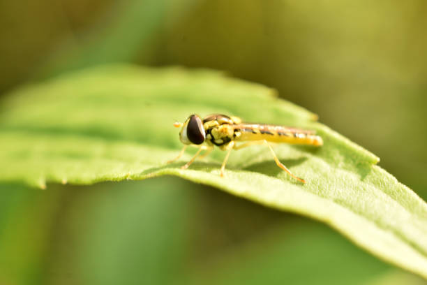 istock A hoverfly. Syrphus ribesii, sitting on a green leaf, sunny day in springtime. 1553750500