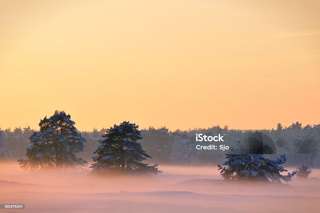 treetops mit dichtem Nebel bei Sonnenuntergang - Lizenzfrei Baum Stock-Foto