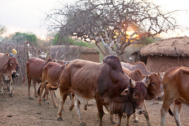 istock Sun rises over masai village and the cattle move out. 155375320