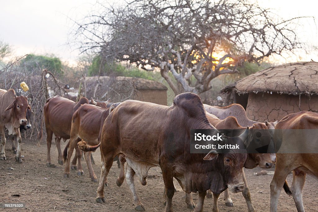 Sol nascendo sobre masai village e o gado para fora. - Foto de stock de Aldeia royalty-free