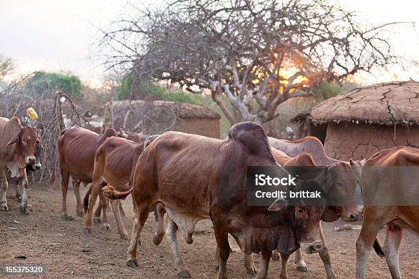 Foto de Sol Nascendo Sobre Masai Village E O Gado Para Fora e mais fotos de stock de Aldeia