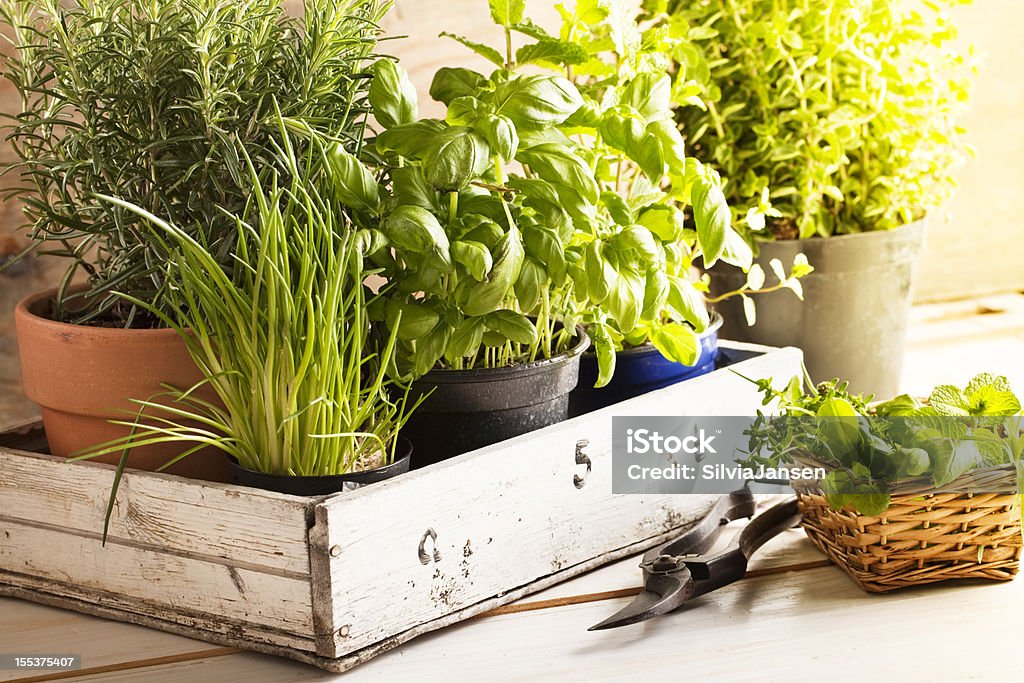 mixed herbs in pots mixed herbs such as basil, chives and rosemary in pots in a wooden tray, gardening tool lying on wooden table Herb Stock Photo