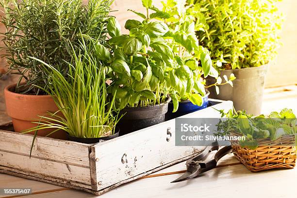 Mixed Herbs In Pots Stock Photo - Download Image Now - Herb, Herbal Medicine, Flower Pot