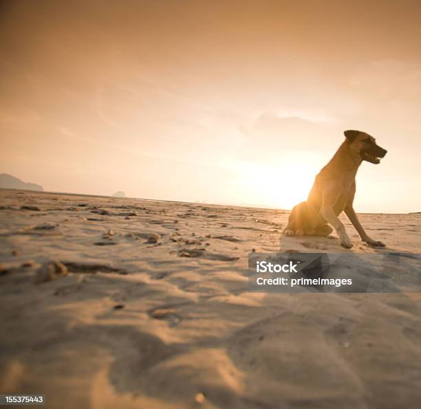 Descontrair Cachorrinho - Fotografias de stock e mais imagens de Cão - Cão, Praia, Areia