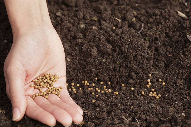 실란트로 씨앗류 - vegetable garden planting environment human hand 뉴스 사진 이미지