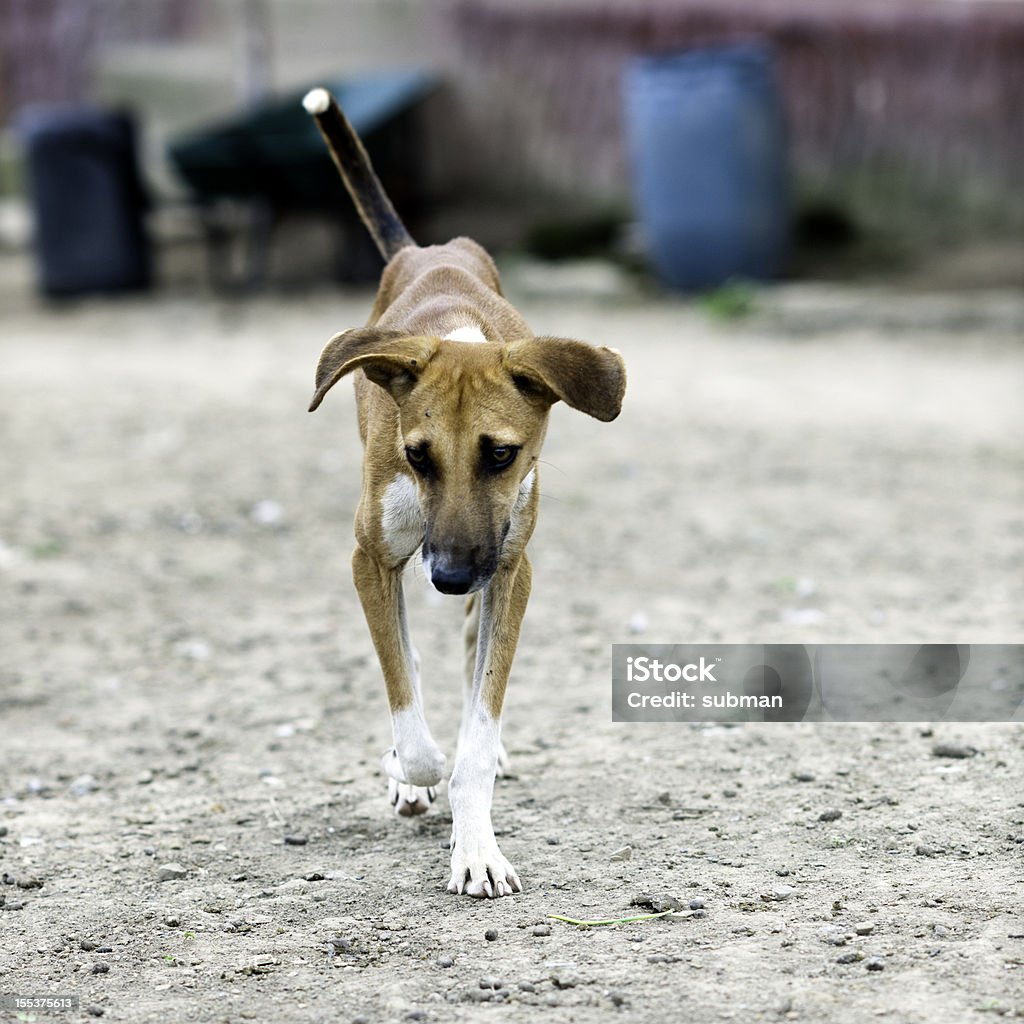 Einsam Hund - Lizenzfrei Armut Stock-Foto