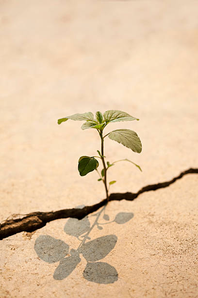 istock Young plant growing in a crack on a concrete footpath. 155375771