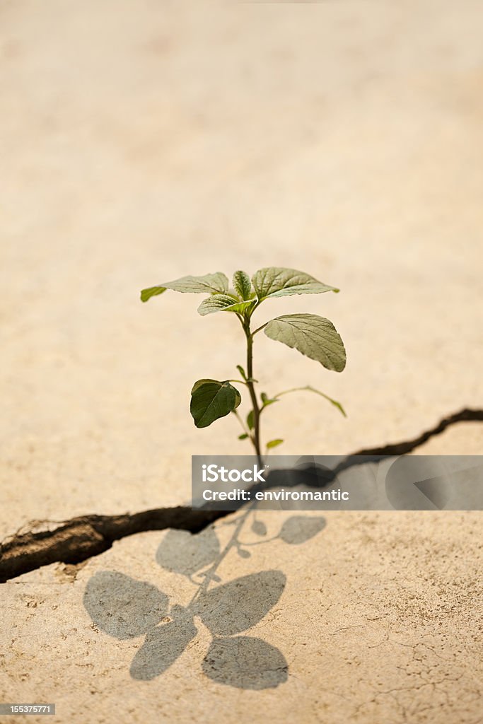 Young plant growing in a crack on a concrete footpath. A tiny delicate shoot of a plant grows out from an inhospitable crack on a concrete path, struggling to survive and grow in the harsh conditions that it has taken root. Great survival, hope and and adversity concept. Good useable copy space also with shallow focus on the seedling.  Concrete Stock Photo