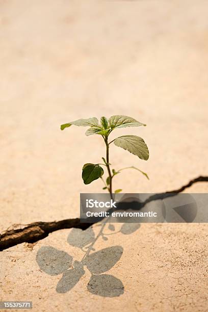 Young Plant Growing In A Crack On A Concrete Footpath Stock Photo - Download Image Now