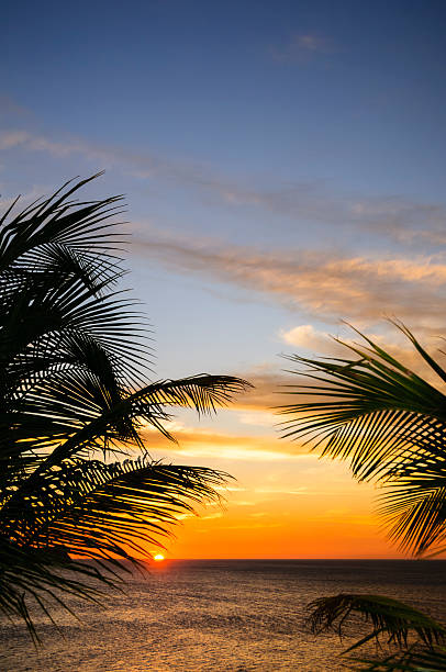 Sunset framed by palm leaves