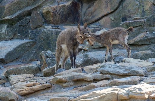 Two young chamois standing together