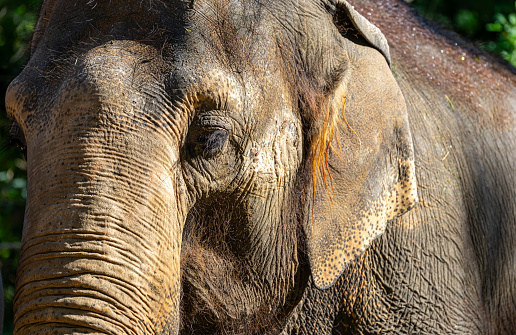 Frontview of an Indian elephant