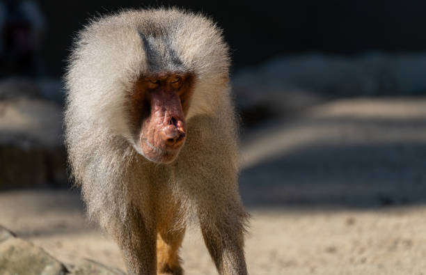 istock Close-up of a male baboon 1553759026