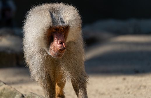 Close-up of a male baboon