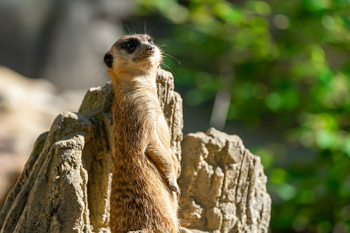 cute meerkat ( Suricata suricatta ) isolated on white background