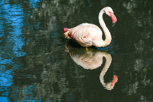 A flamingo stands in the water