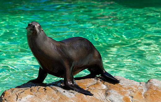 A sea lion stands on a rock against water