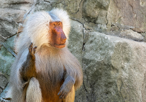 Wild Proboscis monkey or Nasalis larvatus, in the rainforest of island Borneo, Malaysia, close up