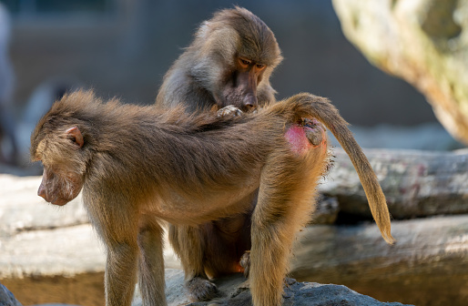 Man and Titi monkeys in the Amazon region.