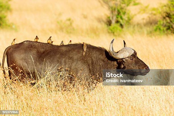 Buffalo W Masai Mara - zdjęcia stockowe i więcej obrazów Afryka - Afryka, Bawół afrykański, Bydło