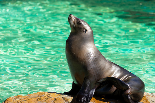 A sea lion sitting on a rock against water