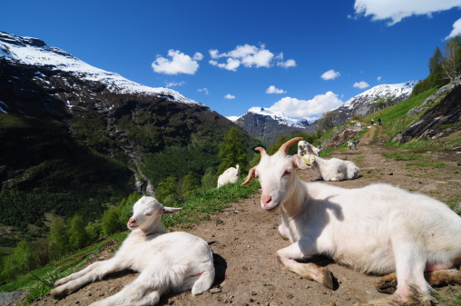 Goat herd on the Fjord mountain