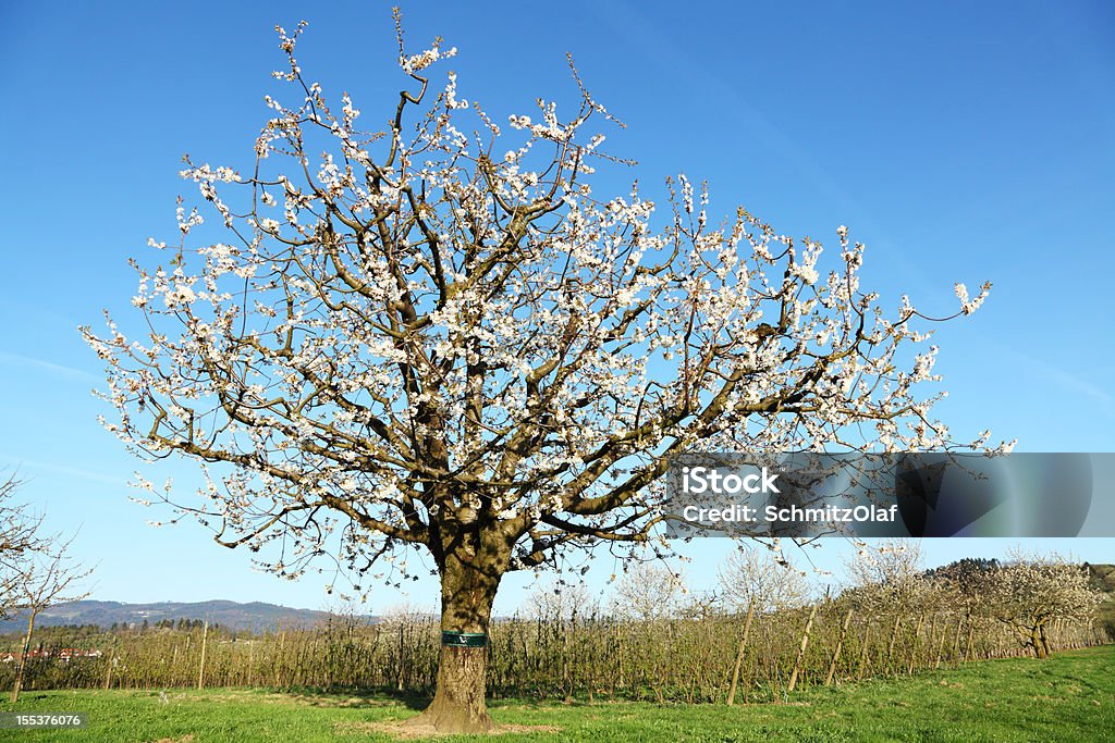 Árvore de cereja florescendo - Foto de stock de Azul royalty-free