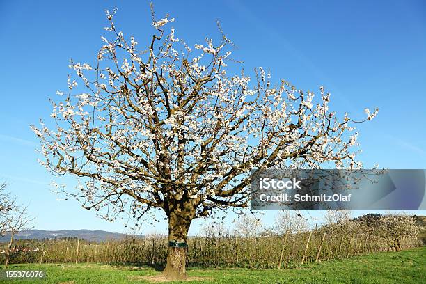Foto de Árvore De Cereja Florescendo e mais fotos de stock de Azul - Azul, Branco, Cerejeira - Árvore Frutífera