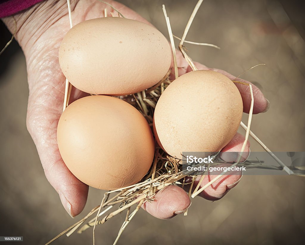 Recolher de granja de ovos, - Royalty-free Agricultor Foto de stock