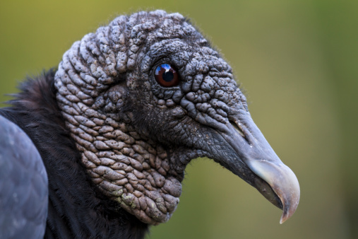 An extreme closeup of one of the two vultures found on the East Coast of the United States -- the Black Vulture (Coragyps atratus).  Featherless head and sharp curved beak are perfect for digging into the latest road kill.  Nice closeup against a muted green background