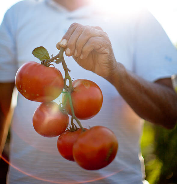 Farmer holding a handful of fresh vine ripened organic tomatoes in a small garden in California.