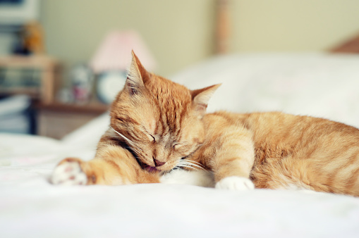 A closeup shot of a cat sleeping on a blue couch at night