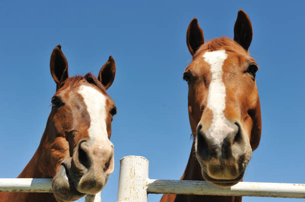 istock Face closeup of two horses 155376514