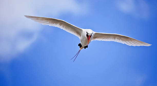 Red-tailed Tropicbird screaming in flight. A Red-tailed Tropicbird  red tailed tropicbird stock pictures, royalty-free photos & images