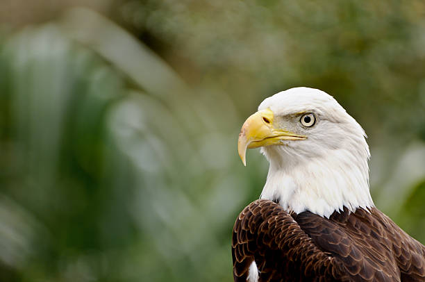 american bald aigle - beck photos et images de collection