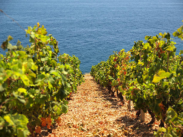 Coastal vineyard stock photo