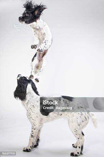 Photo libre de droit de Les Chien banque d'images et plus d'images libres de droit de Sauter - Sauter, Chien, Deux animaux