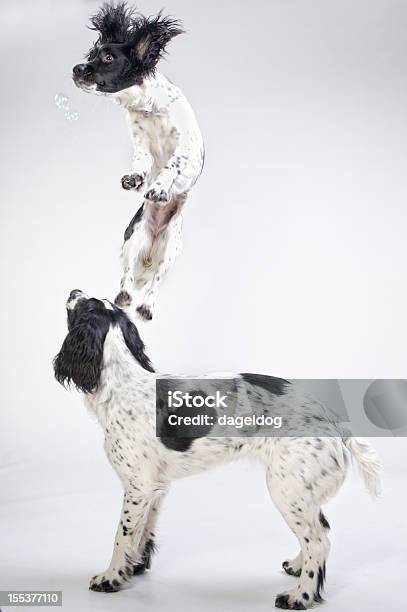 Cão De Topo - Fotografias de stock e mais imagens de Saltar - Saltar, Cão, Dois animais