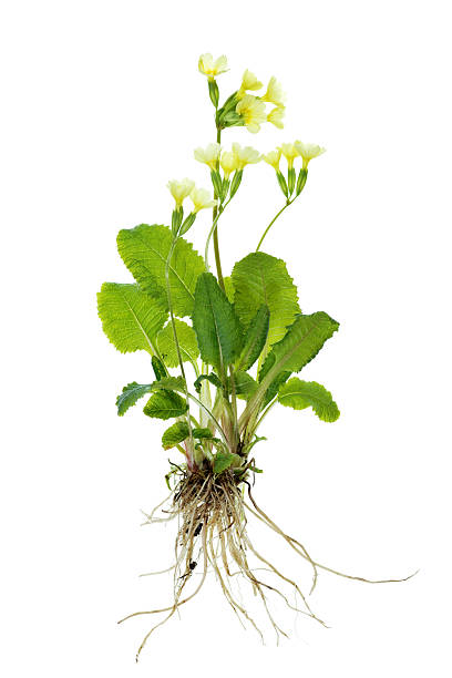 complete primrose plant (cowslip / primula veris) isolated on white  primula stock pictures, royalty-free photos & images