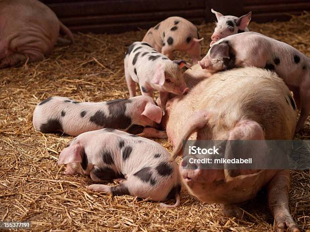 Sow Y Cochinillos Foto de stock y más banco de imágenes de Cerdito - Cerdito, Sow, Agricultura