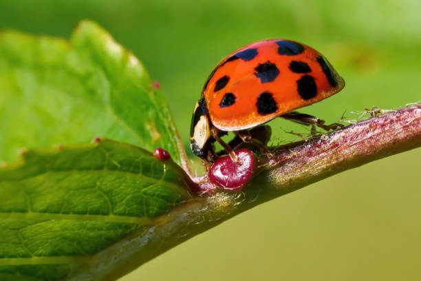 istock Asian Ladybirds eating nectar from an extrafloral nectar gland on a leaf stalk 1553771972