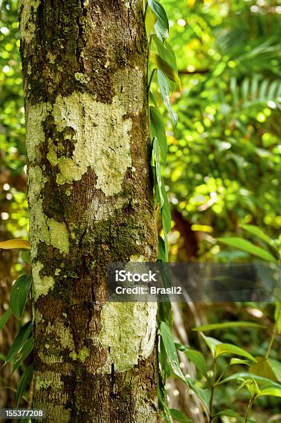 Brasileño Amazon Fondos Foto de stock y más banco de imágenes de Árbol - Árbol, Hongo, Raíz