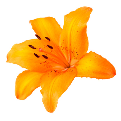 One orange asiatic lily isolated on white background.