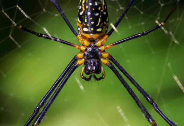 istock Closeup face of giant spider. 1553773031
