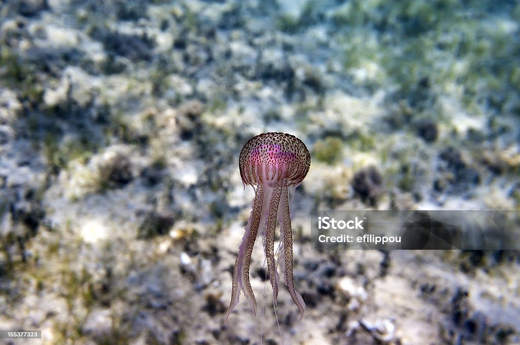 Pink Qualle im Mittelmeer - Lizenzfrei Anmut Stock-Foto